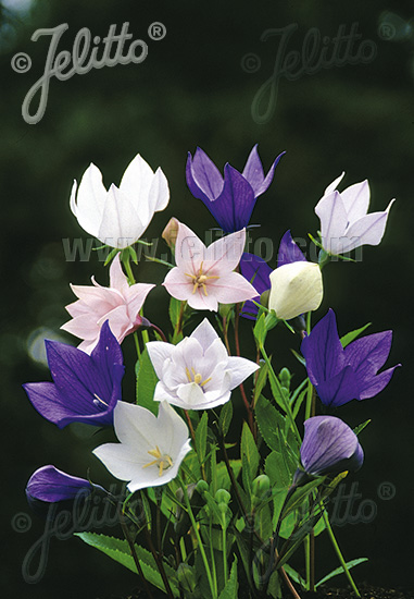 PLATYCODON grandiflorus Mixed Hybrids cca.20 semien